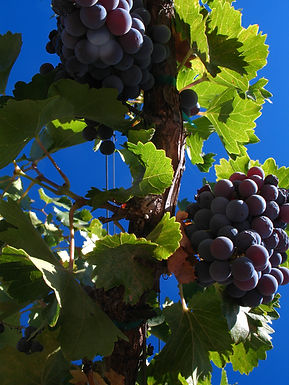 Grenache noir, appelé Cannonau en Sardaigne, sur une vigne à Santa Barbara, Californie — Josh McFadden, Wikimedia Commons, CC BY-SA 2.0. Cette photographie ne représente pas un vignoble sarde.