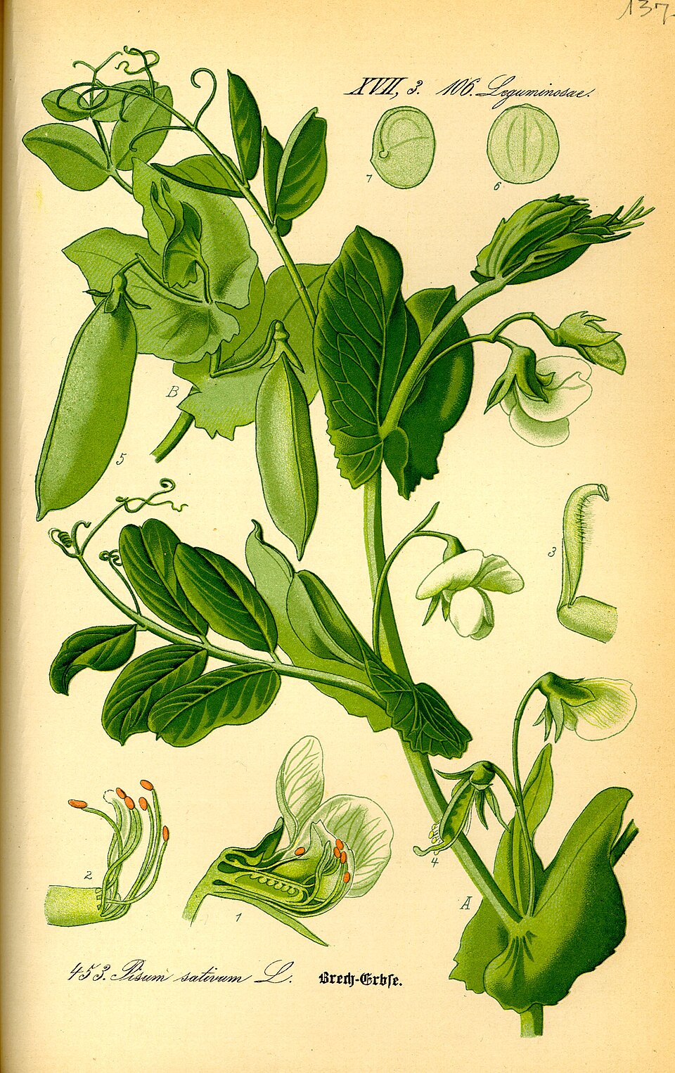 Botanische Tafel der Kultur-Erbse von 1885 mit Blüten, Hülsen und Samen