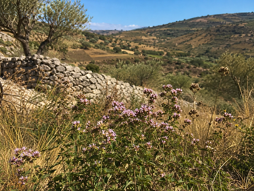 L'origan sicilien biologique