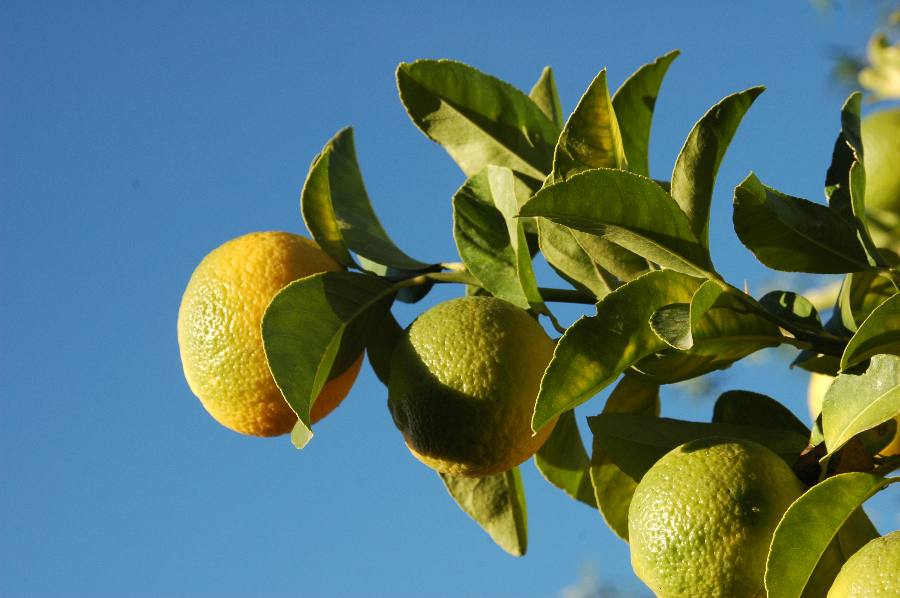 Citrons jaunes attachés aux branches d’un citronnier, entourés de feuilles