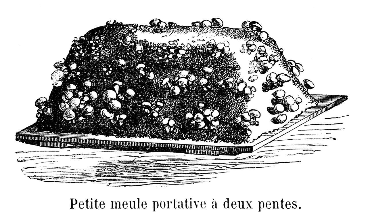 Darstellung von 1904 mit Pilzen, die auf einem kleinen Beet mit zwei geneigten Seiten kultiviert werden