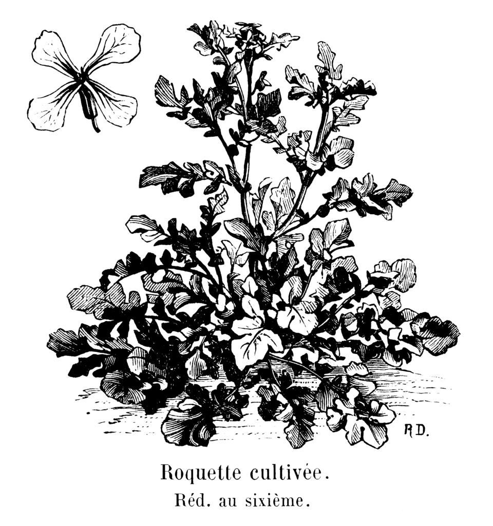 Stich von Kulturrauke, 1904 in Les plantes potagères veröffentlicht