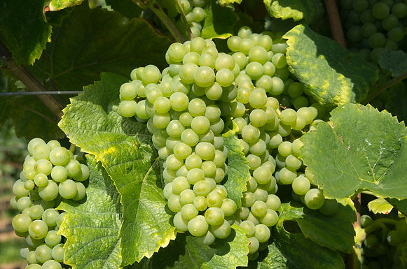 Ursula Brühl, Julius Kühn-Institut (JKI), Federal Research Centre for Cultivated Plants, Institute for Grapevine Breeding Geilweilerhof, 76833 Siebeldingen, Germany
