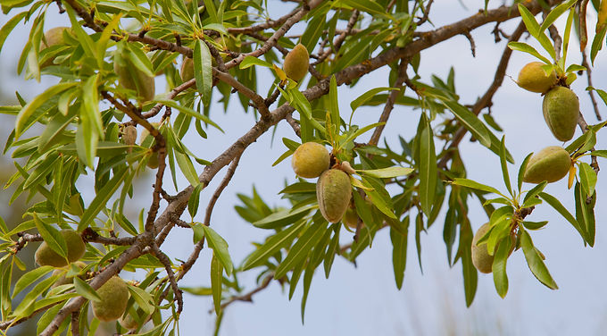 Amandes encore sur leur branche, dans leur enveloppe verte, à Huérmeda en Espagne.