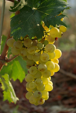 Grappes de Rolle, autre nom du Vermentino. Magnetto, Wikimedia Commons, CC BY-SA 3.0.