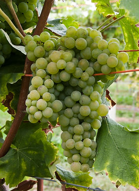 Grappe de Verdicchio, variété à laquelle appartient le Trebbiano di Soave. Ursula Brühl, Julius Kühn-Institut, Wikimedia Commons, CC BY-SA 4.0.