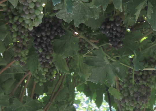 Corvina sur la vigne en août, Valpolicella — Jonathanischoice, Wikimedia Commons, CC BY-SA 4.0.
