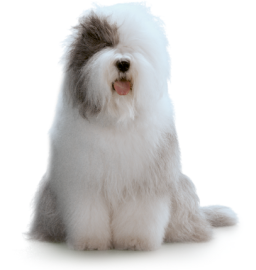 Dog.webp