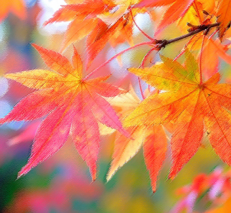 秋