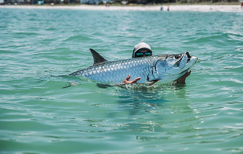 big tarpon in crystal river