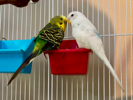 two budgies sharing a food dish