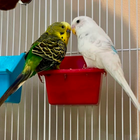 two budgies sharing a food dish