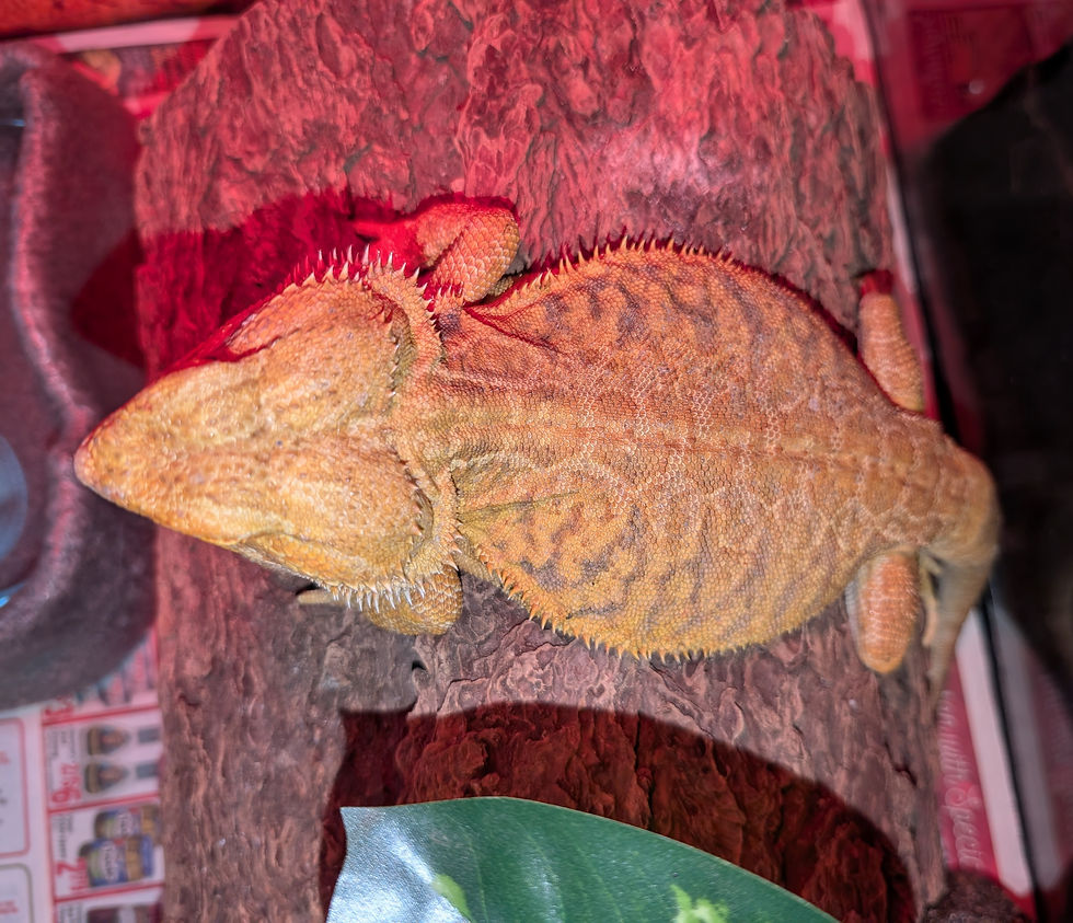 Posh Sploot