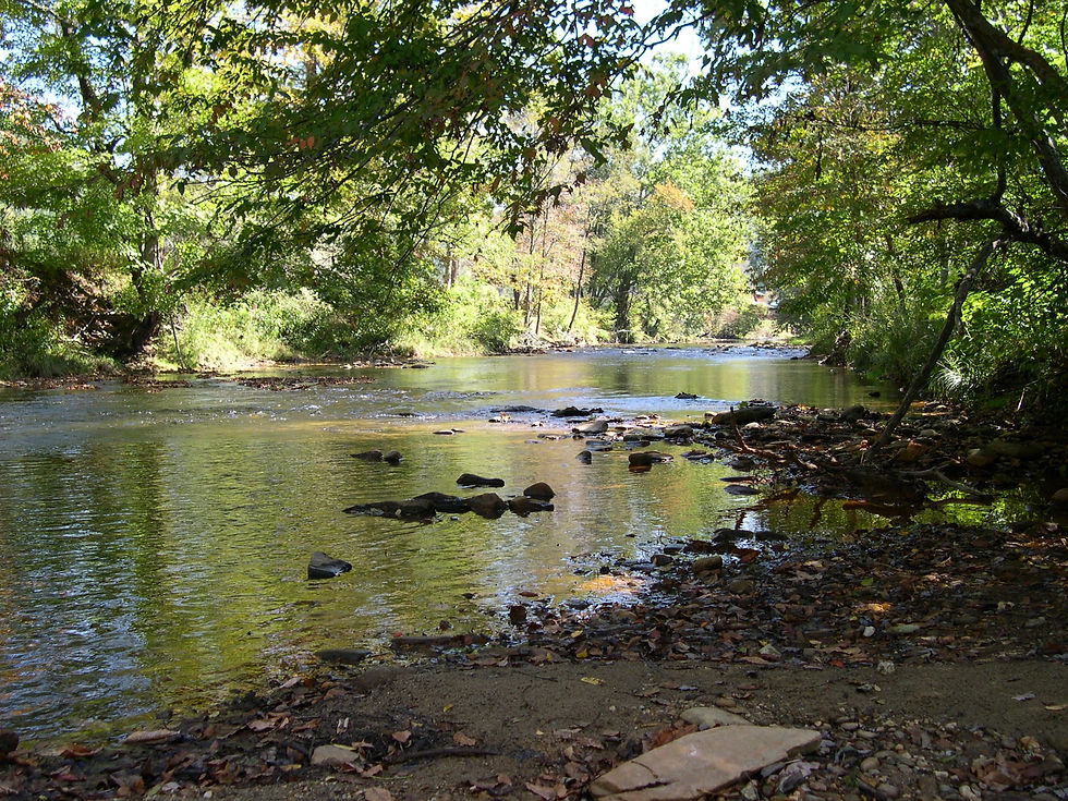 Eye-level view of a mountain trail winding through dense forest