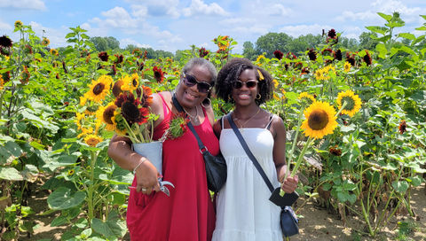 sunflower festival