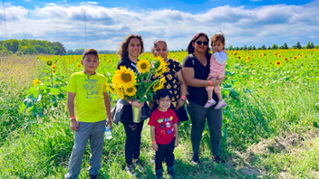 sunflowers in Plano