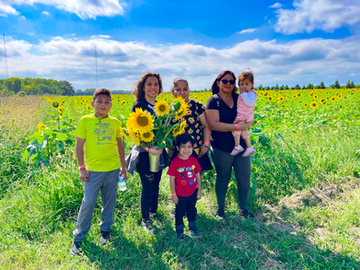 sunflowers in Plano