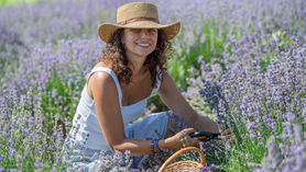 Lavender Picking