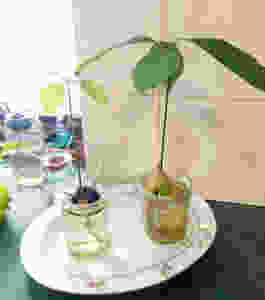 Growing a plant from an avocado seed