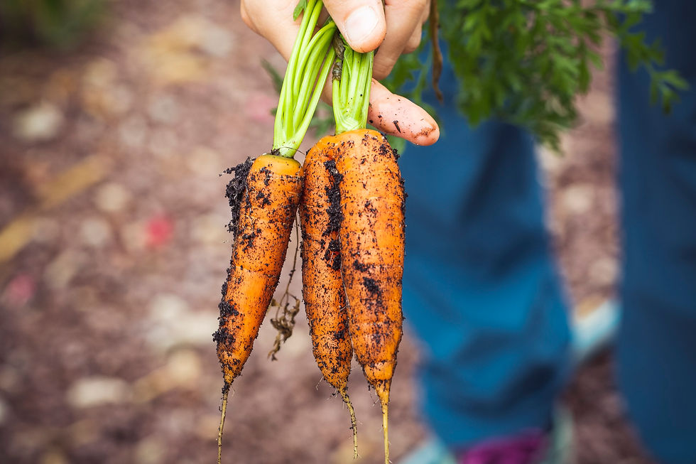 Coffee Grounds beneficial for carrots