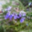 Flowering Rosemary attracts bees