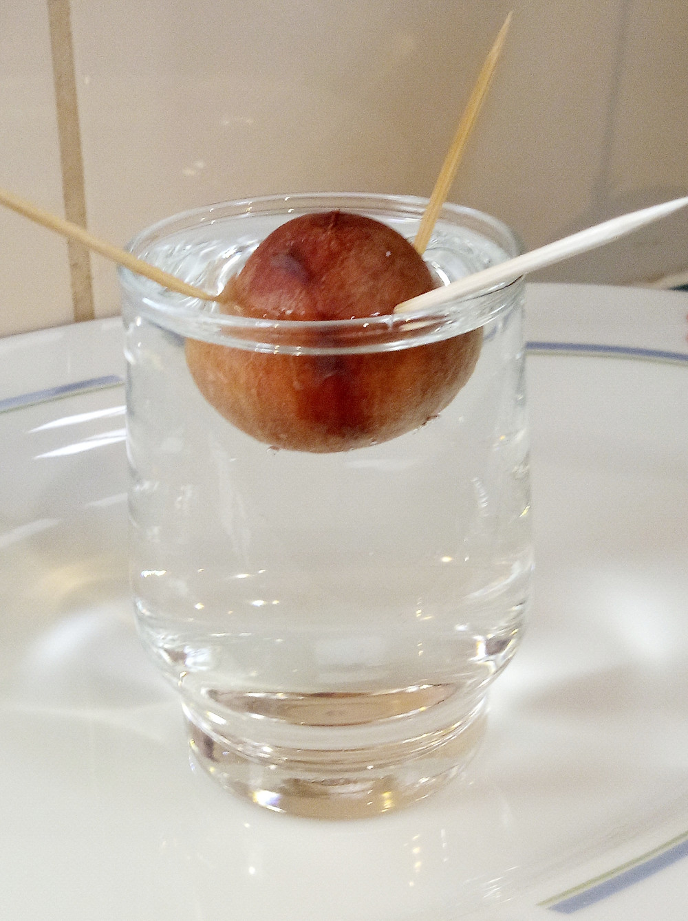 water propagation - avocado seed