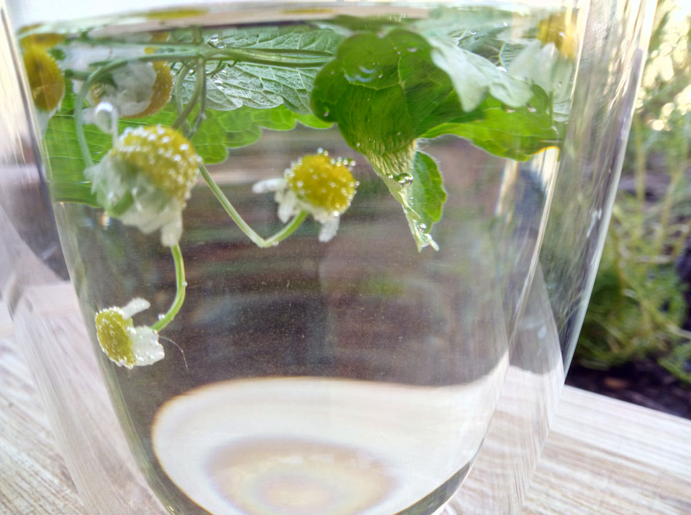 Chamomile and Lemon Balm Tea Fresh From the Garden