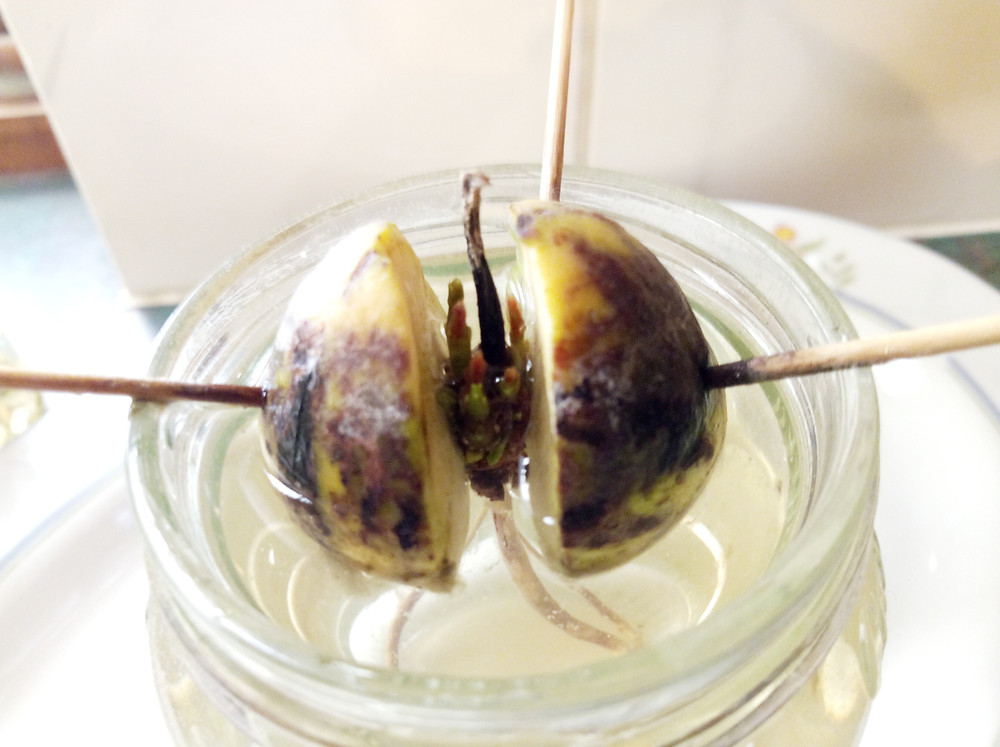 avocado seed splitting and forming first shoots