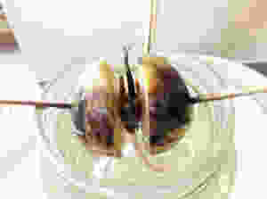 avocado seed splitting and forming first shoots