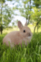 Rabbit enjoying a sunny day on the grass