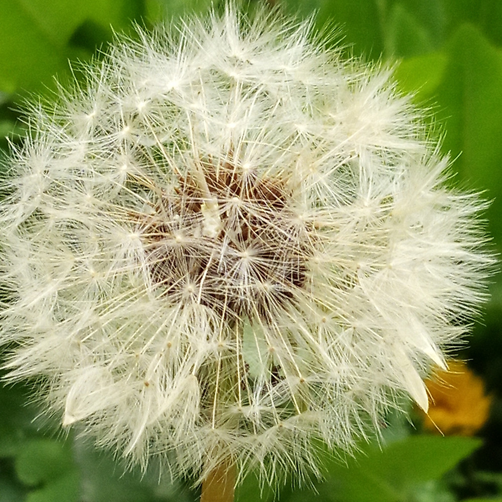 Dandelion