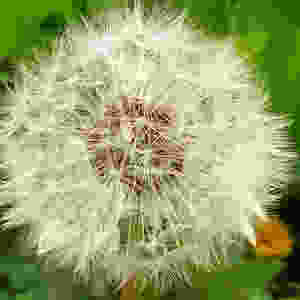 Dandelion