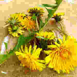 collection of dandelion flowers from my backyard
