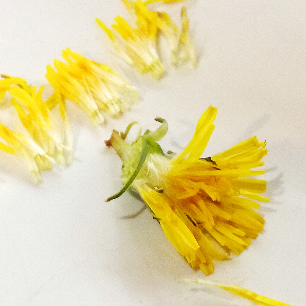 preparing dandelion flowers for drying