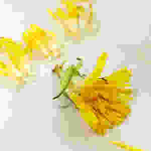 preparing dandelion flowers for drying