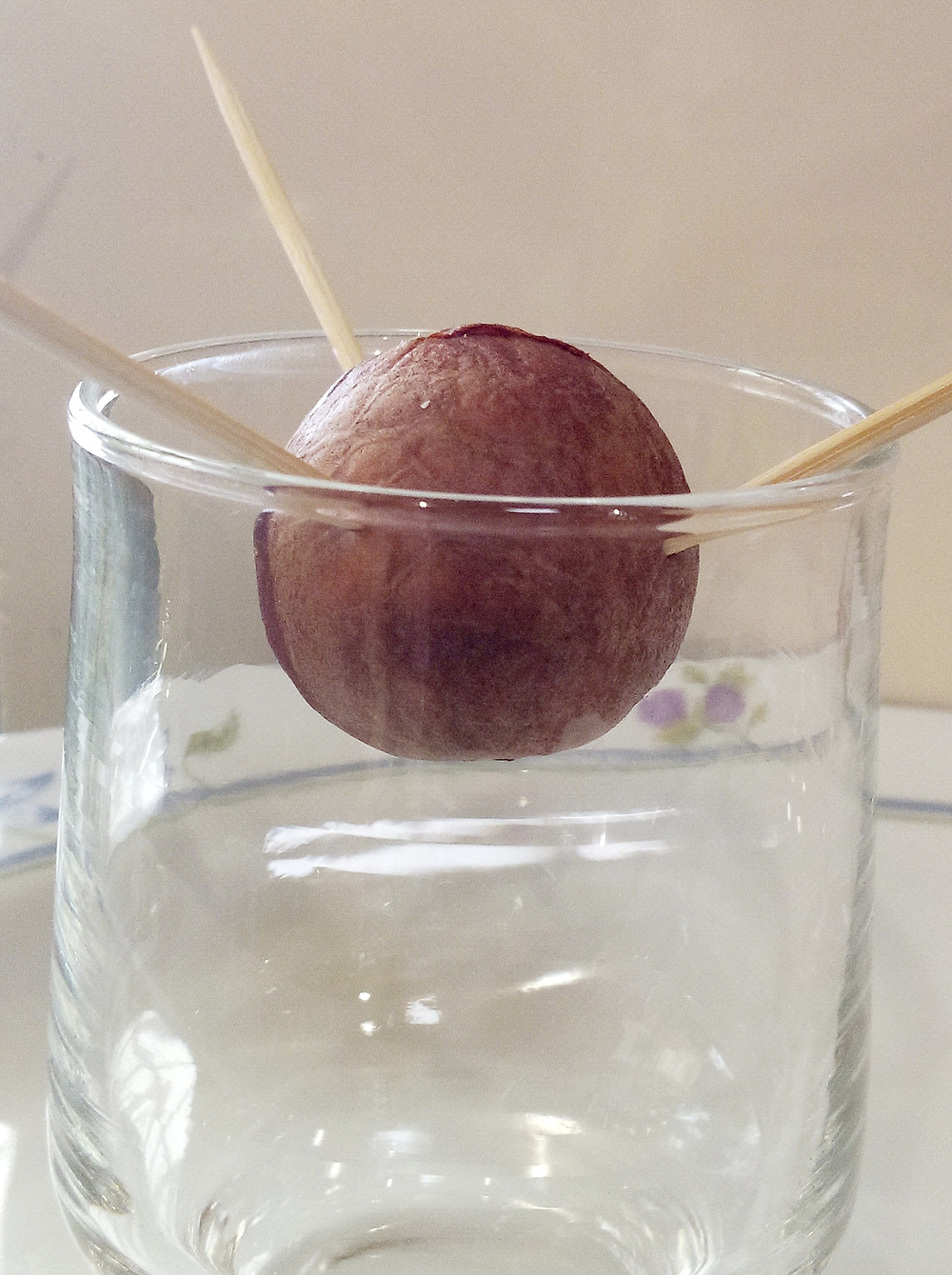 how much your avocado seed needs to be in water