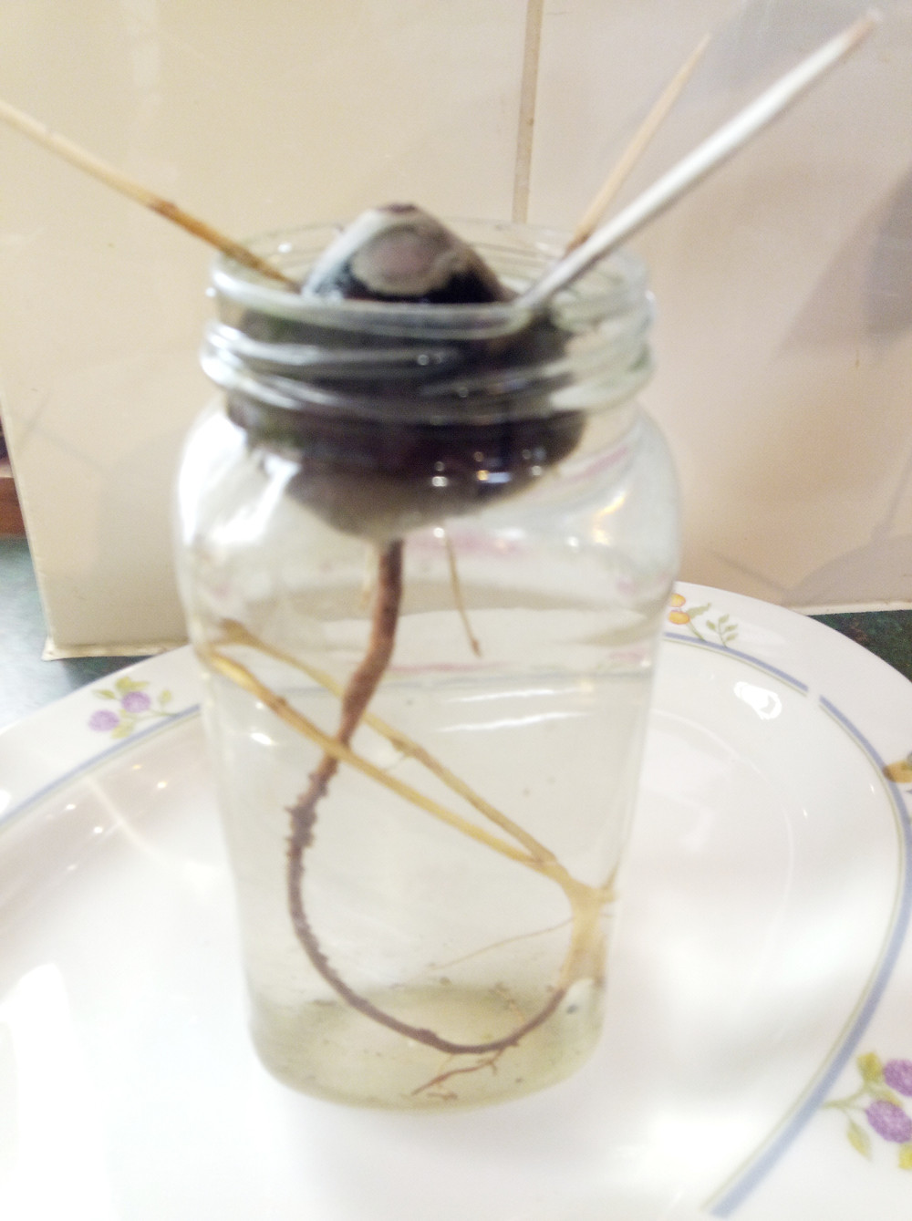 avocado seed growing roots