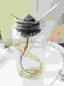 avocado seed growing roots