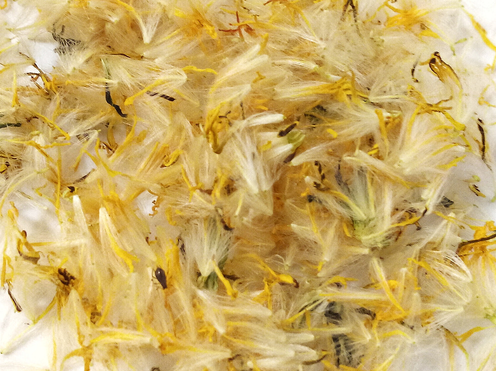 Dried dandelion flowers
