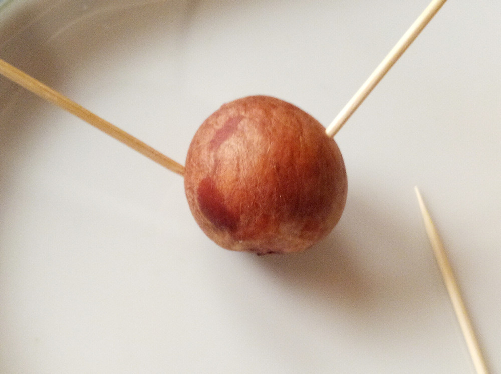Supporting your avocado seed with toothpicks