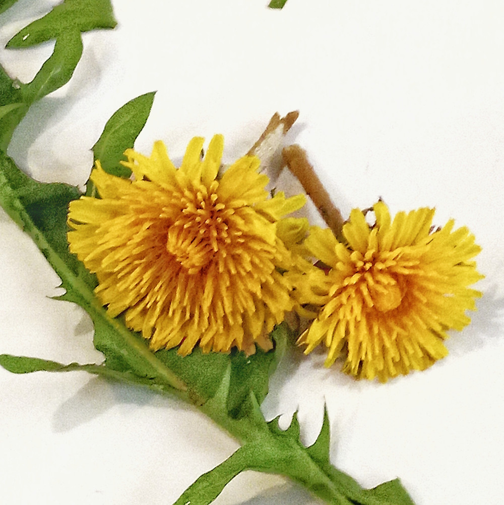 Dandelion Flowers