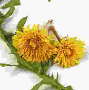 Dandelion Flowers
