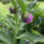 comfrey- such a necessity to have on hand