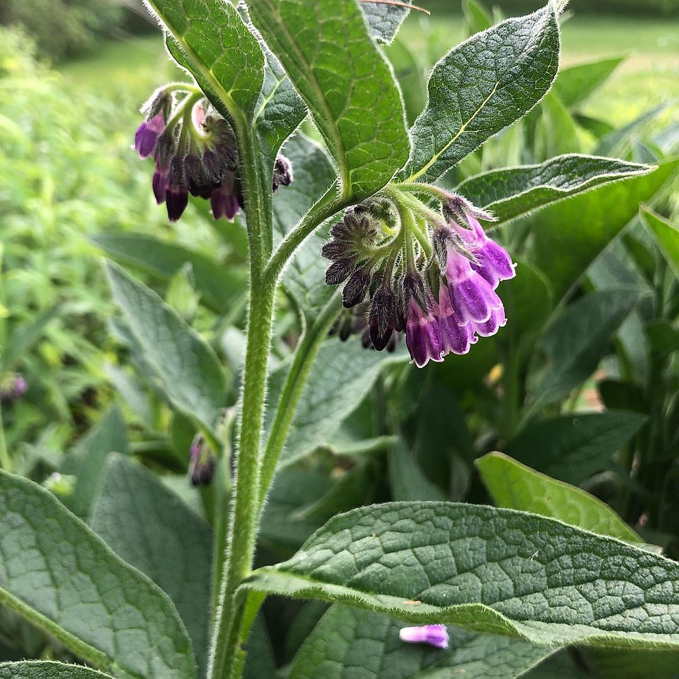 comfrey- such a necessity to have on hand