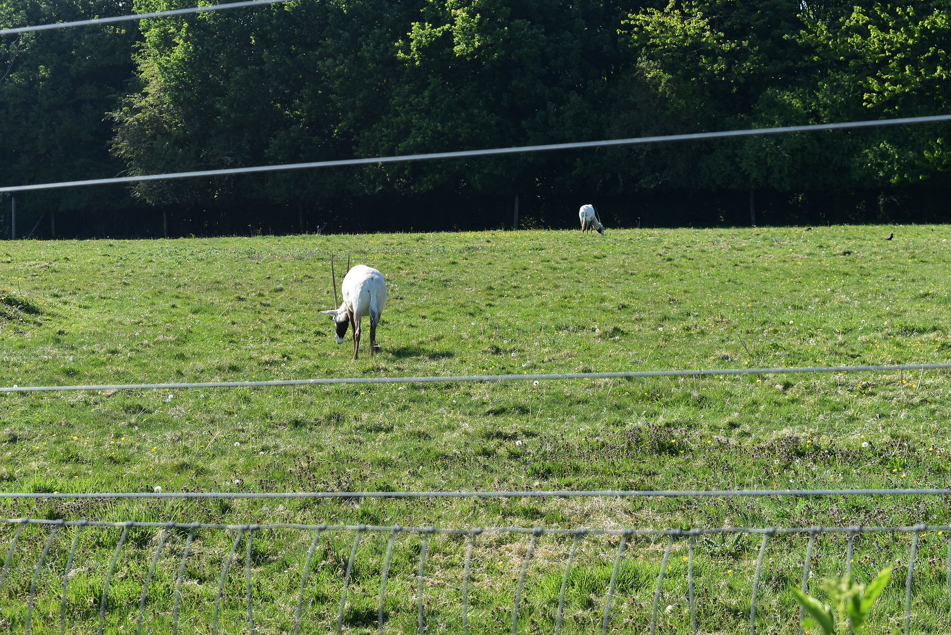 Two oryxes in a field