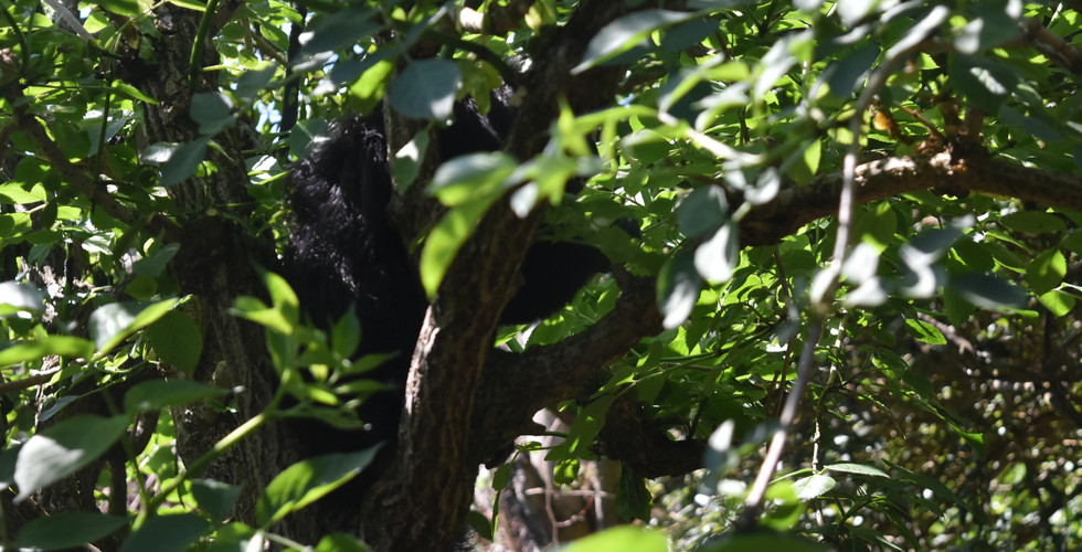 A gibbon obscured by leaves in a tree