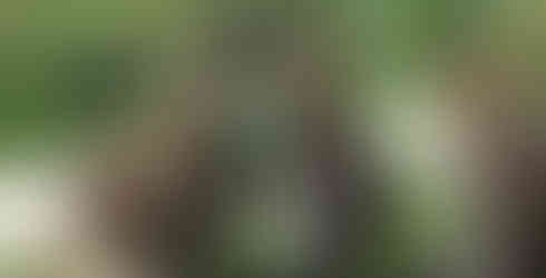 A group of wallabies stand around a branch eating the leaves off it