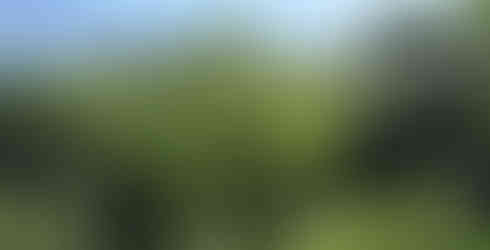 Two gibbons hang in a tree