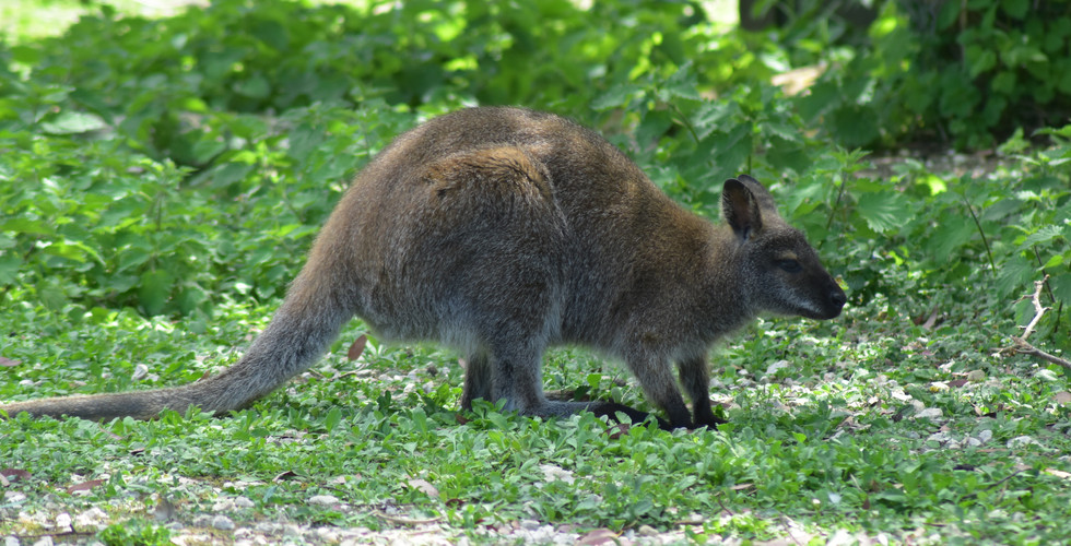 A wallaby in a field with a tree behind