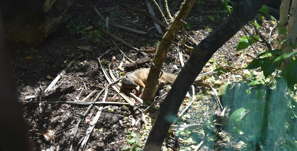 A bokiboky lying on the ground